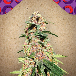 Red Purps Feminized (Female Seeds)
