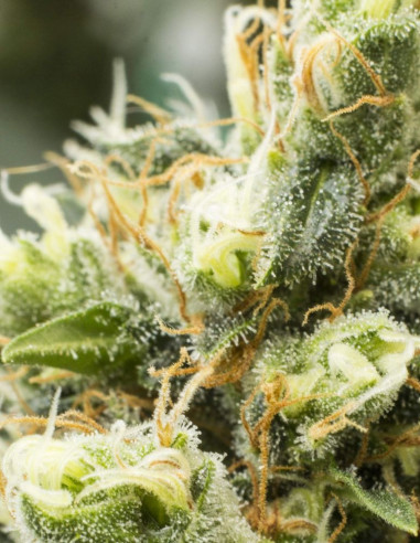 WW x BB Feminizowane (Female Seeds)-Female Seeds-GnomesGarden