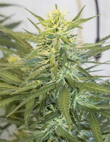 WW x BB Feminizowane (Female Seeds)-Female Seeds-GnomesGarden