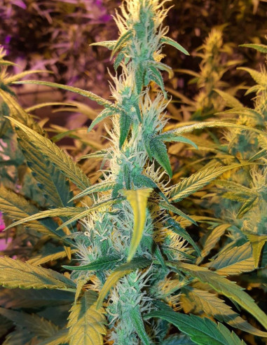 Auto Kush Feminized (Female Seeds)-Female Seeds-GnomesGarden