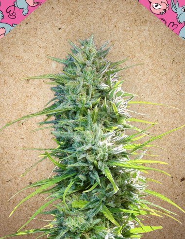 SexBud Feminizowane (Female Seeds)