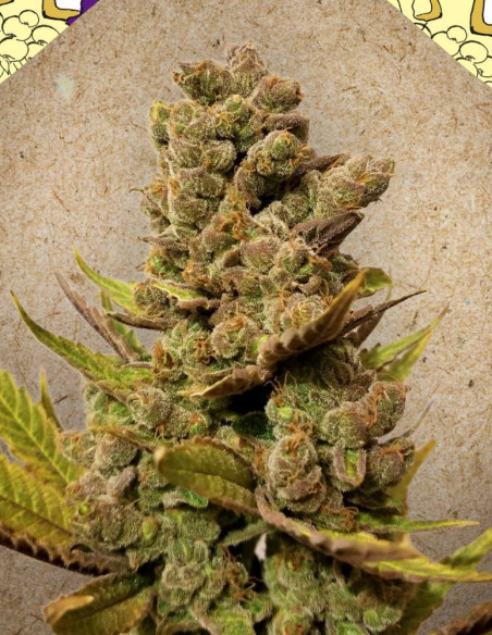Blueberry Cheesecake Feminized (Female Seeds)-Female Seeds-GnomesGarden