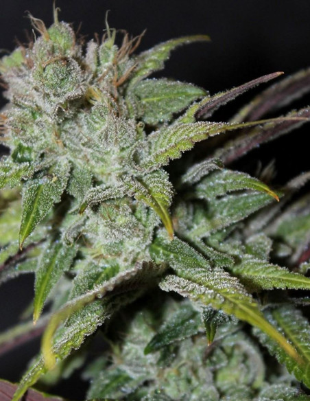Blueberry Cheesecake Feminized (Female Seeds)-Female Seeds-GnomesGarden