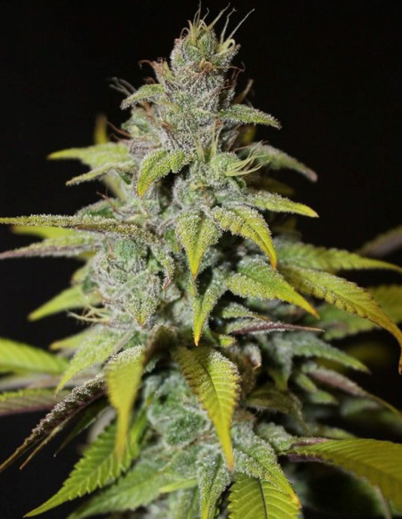 Blueberry Cheesecake Feminized (Female Seeds)-Female Seeds-GnomesGarden