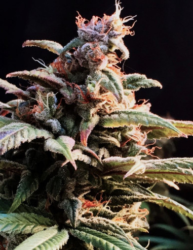 Blueberry Cheesecake Feminized (Female Seeds)-Female Seeds-GnomesGarden