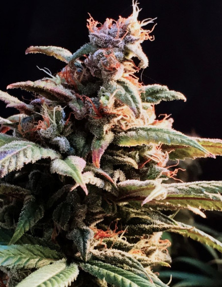Blueberry Cheesecake Feminized (Female Seeds)-Female Seeds-GnomesGarden