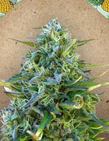 Critical Sour Fast Feminizowane (Female Seeds)-Female Seeds-GnomesGarden