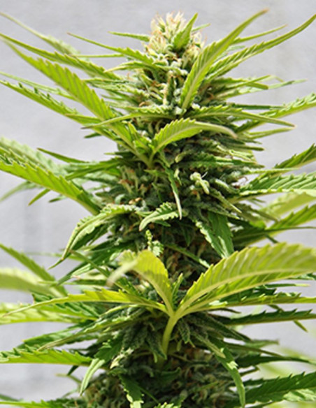 Critical Sour Fast Feminizowane (Female Seeds)-Female Seeds-GnomesGarden