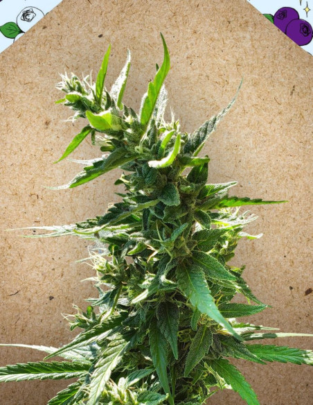 Dream Berry Feminizowane (Female Seeds)-Female Seeds-GnomesGarden