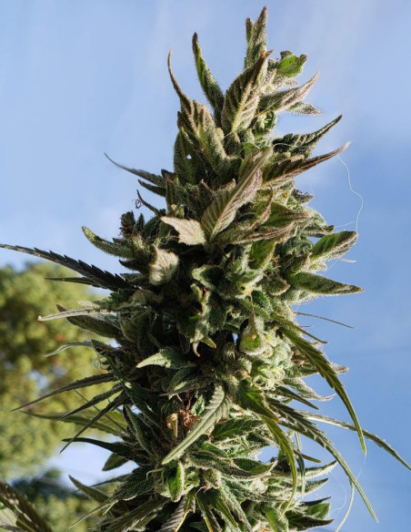 Dream Berry Feminizowane (Female Seeds)-Female Seeds-GnomesGarden