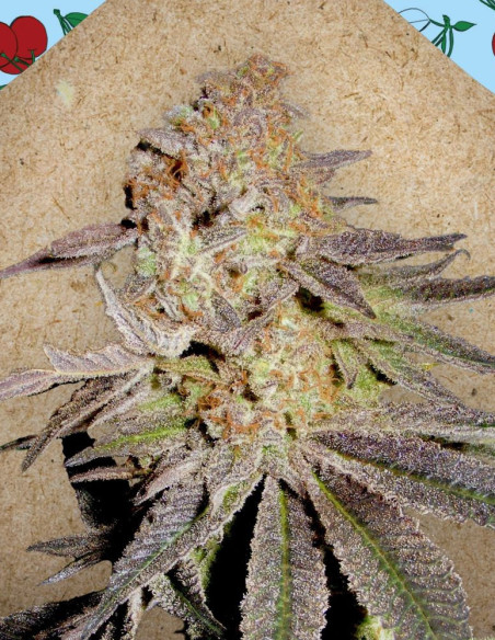 Cherry Pie Feminizowane (Female Seeds)-Female Seeds-GnomesGarden