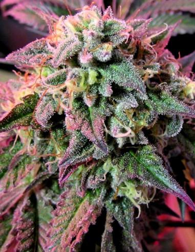 Cherry Pie Feminizowane (Female Seeds)-Female Seeds-GnomesGarden