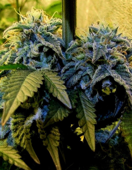 Cherry Pie Feminizowane (Female Seeds)-Female Seeds-GnomesGarden
