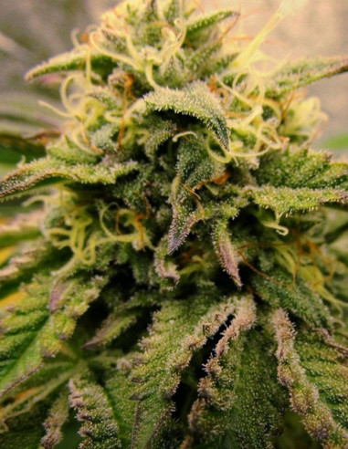 Cherry Pie Feminizowane (Female Seeds)-Female Seeds-GnomesGarden