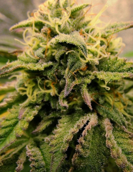 Cherry Pie Feminizowane (Female Seeds)-Female Seeds-GnomesGarden
