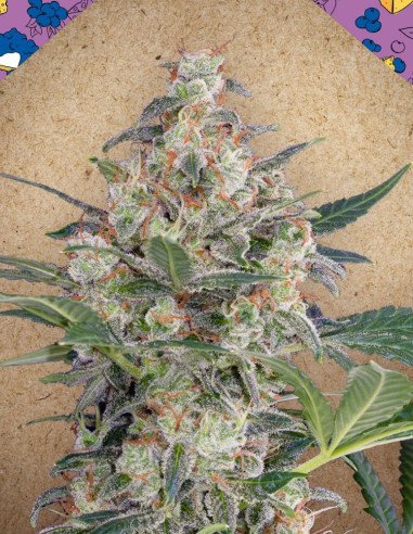 Auto Blueberry Cheesecake Feminizowane (Female Seeds)