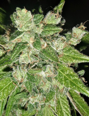 Chem OG Feminizowane (Female Seeds)-Female Seeds-GnomesGarden