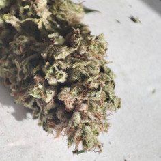 Freezeland Feminisiert (Gnomes Seeds)