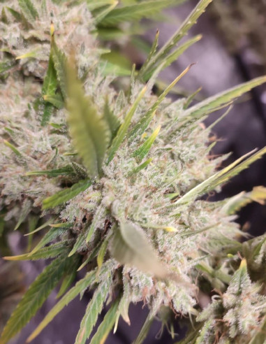 Kushty Feminized (Gnomes Seeds)-Gnomes Seeds-GnomesGarden