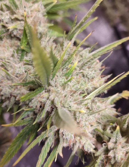 Kushty Feminized (Gnomes Seeds)-Gnomes Seeds-GnomesGarden