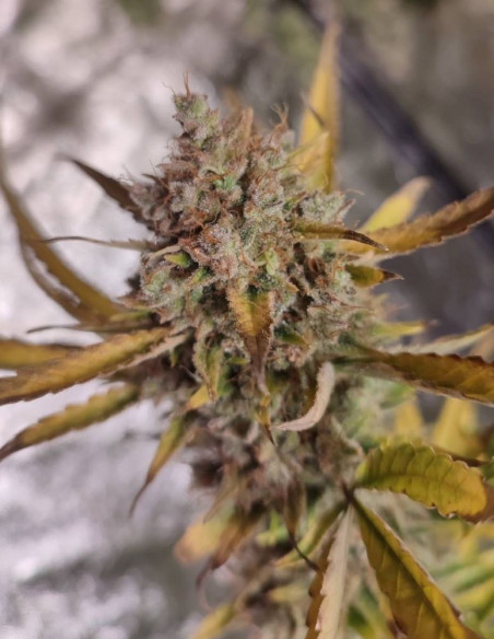 Kushty Feminized (Gnomes Seeds)-Gnomes Seeds-GnomesGarden