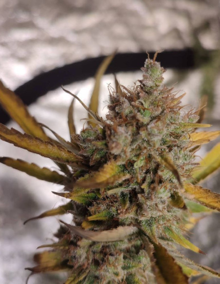 Kushty Feminized (Gnomes Seeds)-Gnomes Seeds-GnomesGarden