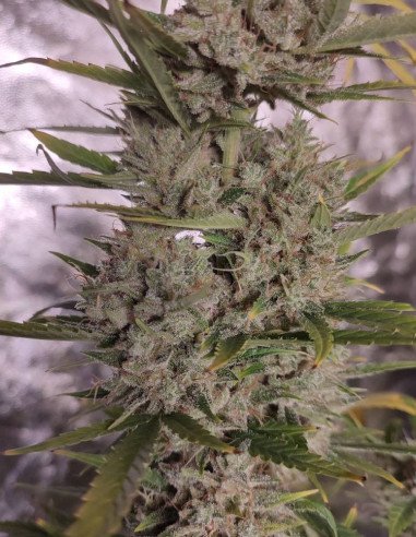 Kushty Feminizado (Gnomes Seeds)