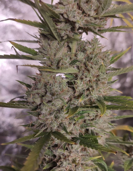 Kushty Feminized (Gnomes Seeds)-Gnomes Seeds-GnomesGarden