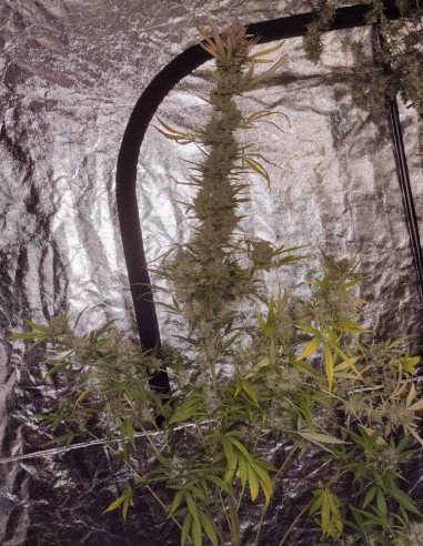 Kushty Feminized (Gnomes Seeds)-Gnomes Seeds-GnomesGarden