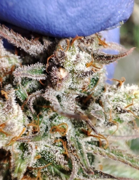 Easy Ultra DFG Feminizado (Gnomes Seeds)-Gnomes Seeds-GnomesGarden