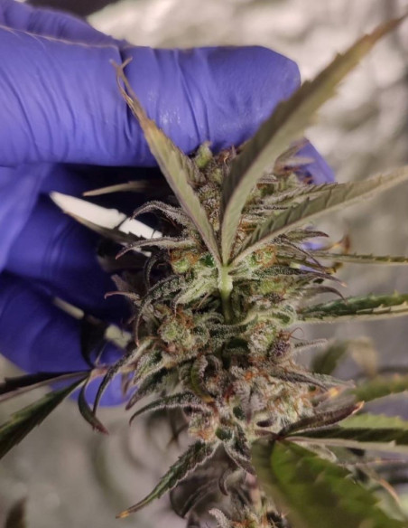 Easy Ultra DFG Feminizado (Gnomes Seeds)-Gnomes Seeds-GnomesGarden