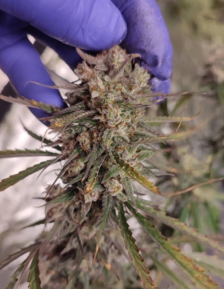 Easy Ultra DFG Feminisiert (Gnomes Seeds)-Gnomes Seeds-GnomesGarden