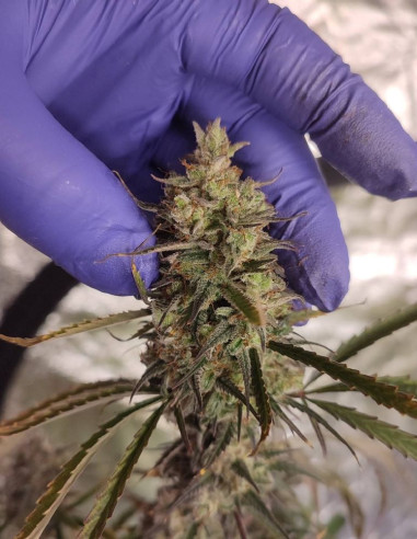 Easy Ultra DFG Feminisiert (Gnomes Seeds)-Gnomes Seeds-GnomesGarden