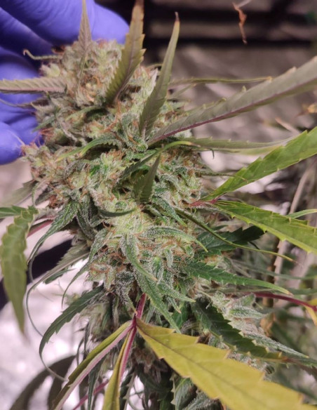 Easy Ultra DFG Feminizado (Gnomes Seeds)-Gnomes Seeds-GnomesGarden