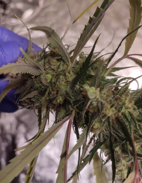 Easy Ultra DFG Feminizado (Gnomes Seeds)-Gnomes Seeds-GnomesGarden