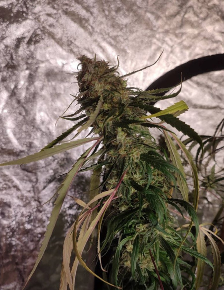 Easy Ultra DFG Feminizado (Gnomes Seeds)-Gnomes Seeds-GnomesGarden