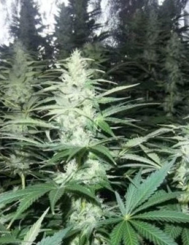 Auto Gorilla Glue x Zkittlez Feminizowane (Gnomes Seeds)-Gnomes Seeds-GnomesGarden