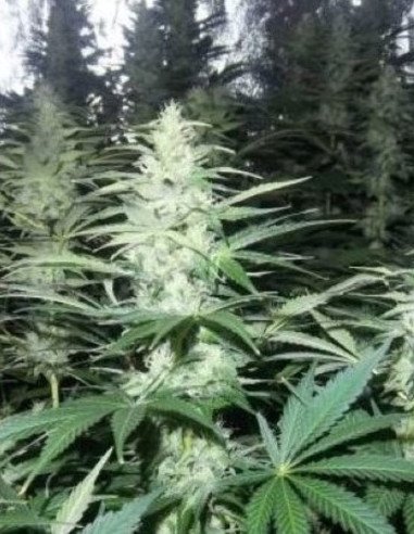 Auto Gorilla Glue x Zkittlez Feminizowane (Gnomes Seeds)