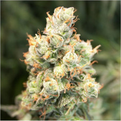 Auto Orange Bud Feminized (Dutch Passion)