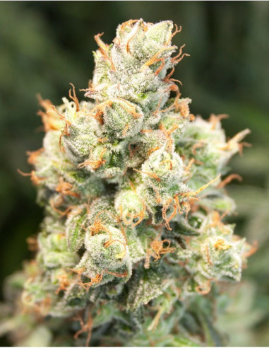 Auto Orange Bud Feminizada (Dutch Passion)-Dutch Passion-GnomesGarden