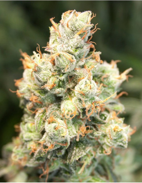 Auto Orange Bud Feminizowane (Dutch Passion)-Dutch Passion-GnomesGarden