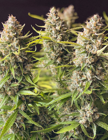 Auto Orange Bud Feminized (Dutch Passion)-Dutch Passion-GnomesGarden