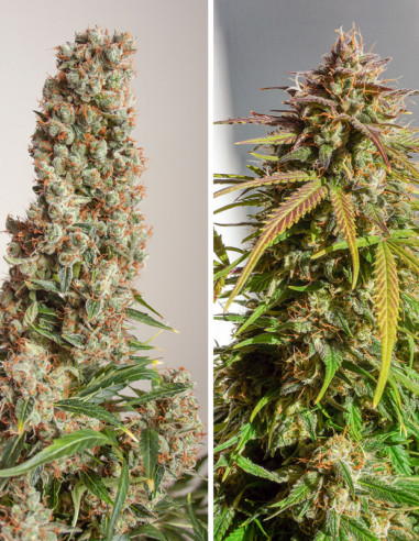 Auto Orange Bud Feminizowane (Dutch Passion)-Dutch Passion-GnomesGarden