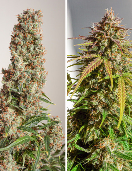 Auto Orange Bud Feminized (Dutch Passion)-Dutch Passion-GnomesGarden