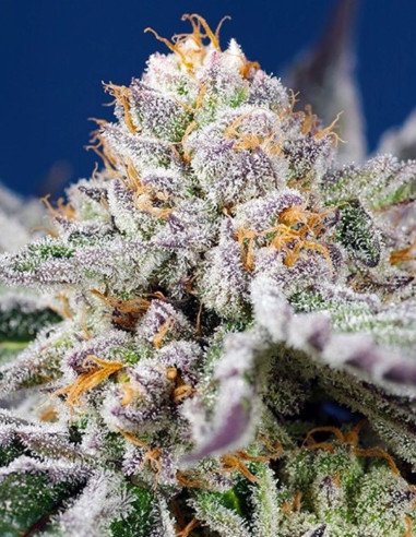 Orange Apricot Glue XL Auto Feminizowane (Sweet Seeds)