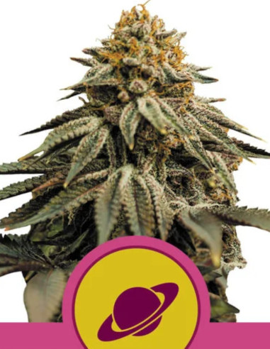 Royal Skywalker Feminizowane (Royal Queen Seeds)-Royal Queen Seeds-GnomesGarden