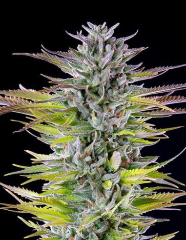 Watermelon Feminisierte (Royal Queen Seeds)-Royal Queen Seeds-GnomesGarden