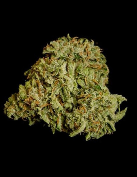 Titan F 1 Hybryda  Feminizowane (Royal Queen Seeds)-Royal Queen Seeds-GnomesGarden