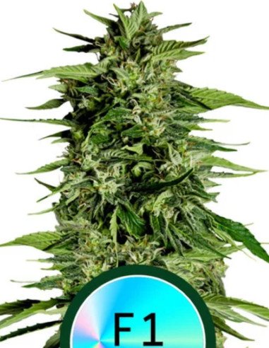 Hyperion F 1 Hybryda Feminized (Royal Queen Seeds)