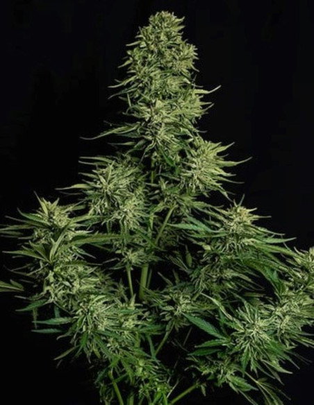 Cosmos F1 CBD Feminized (Royal queen Seeds)-Royal Queen Seeds-GnomesGarden